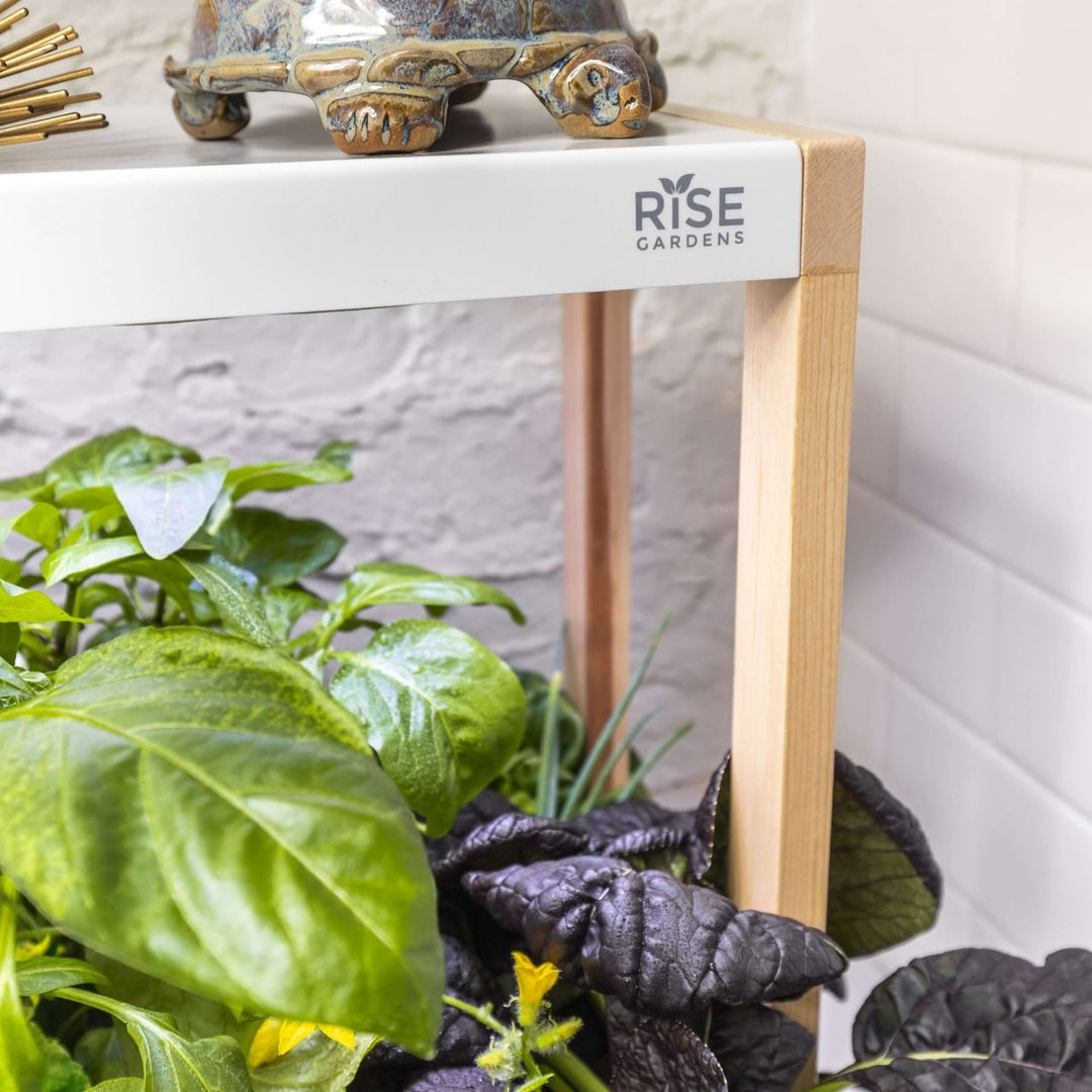 Personal Rise Garden Countertop Hydroponic System