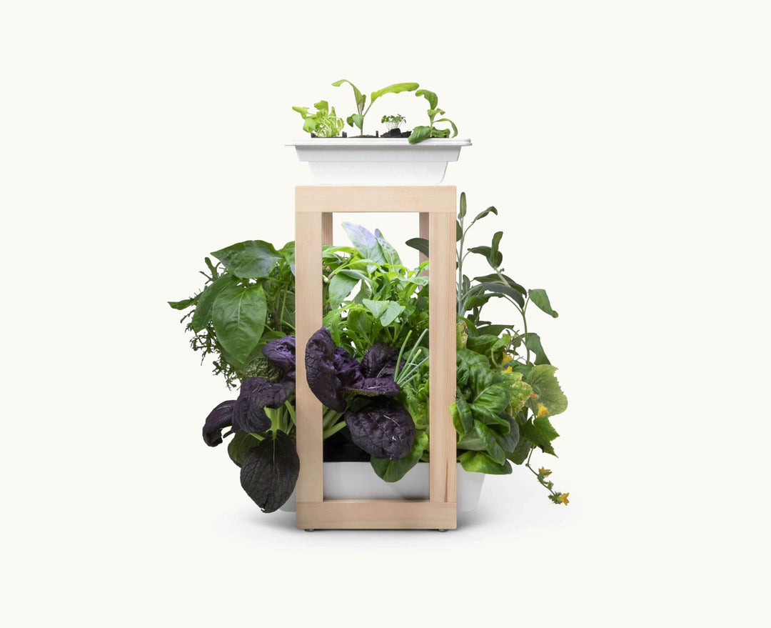 Personal Rise Garden Countertop Hydroponic System