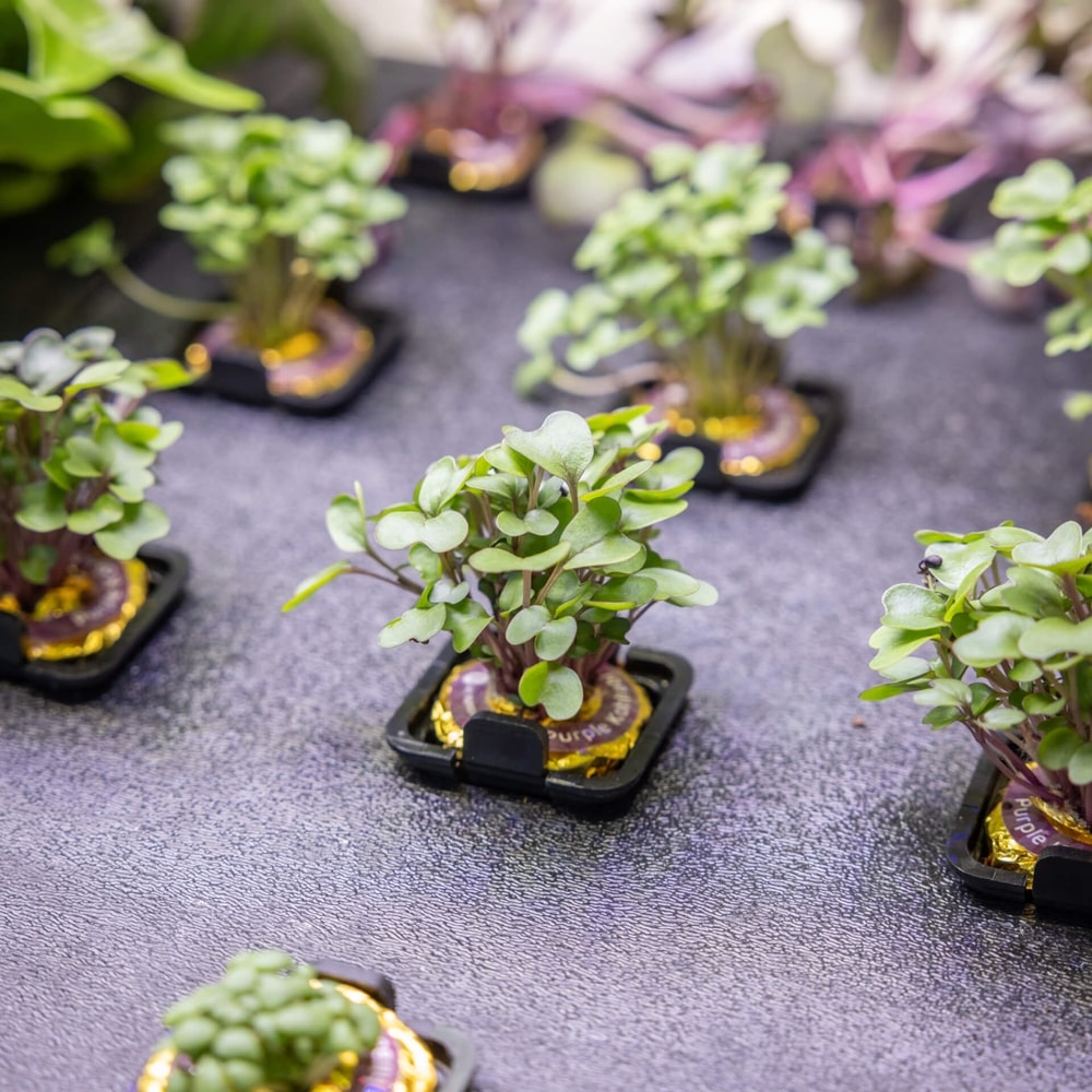 Personal Rise Garden Countertop Hydroponic System