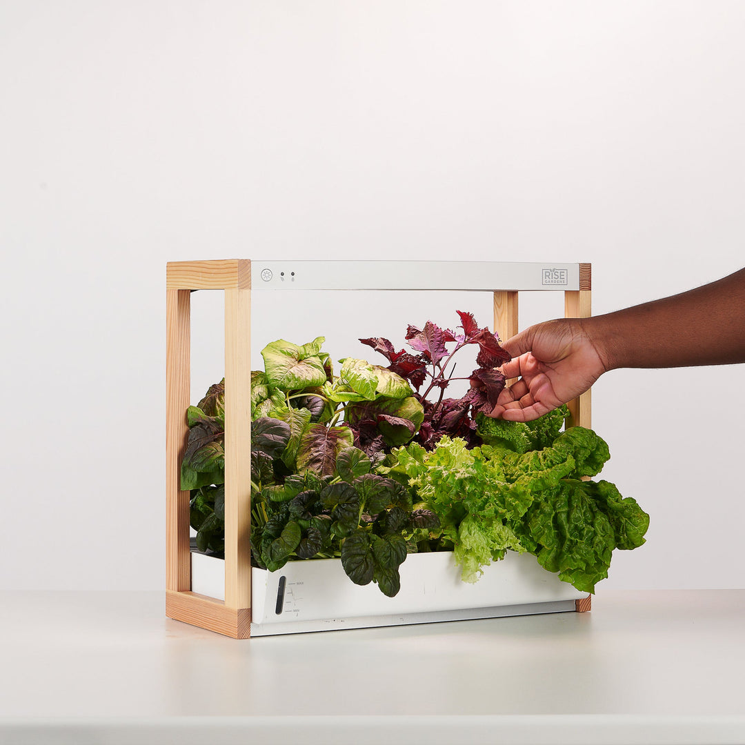 Personal Rise Garden Countertop Hydroponic System