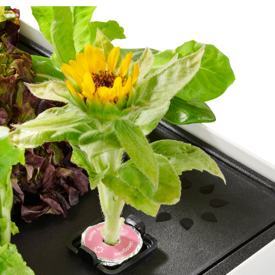 Rise Garden 3 Smart Indoor Hydroponic Garden System