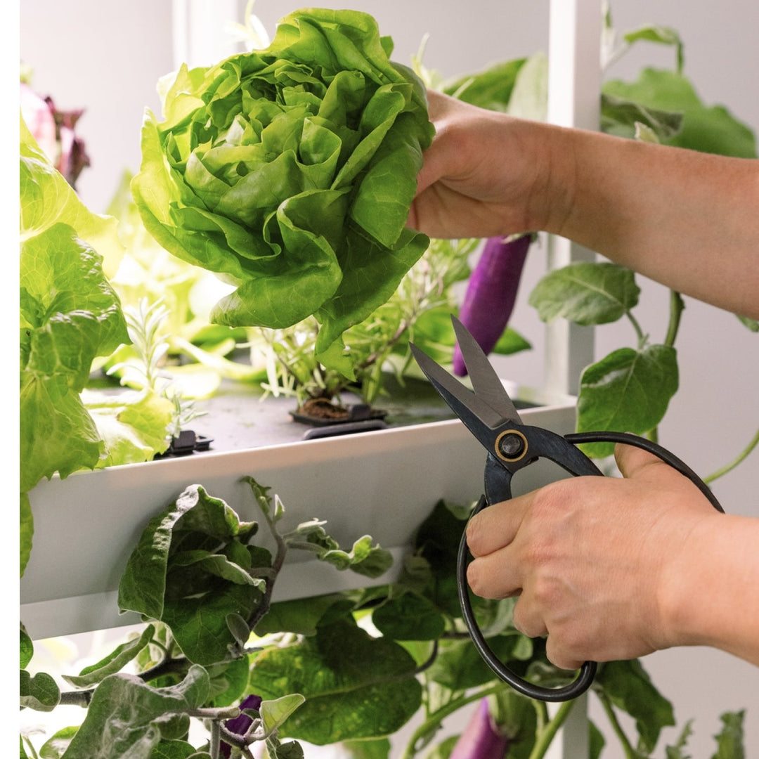 Rise Garden 3 Smart Indoor Hydroponic Garden System